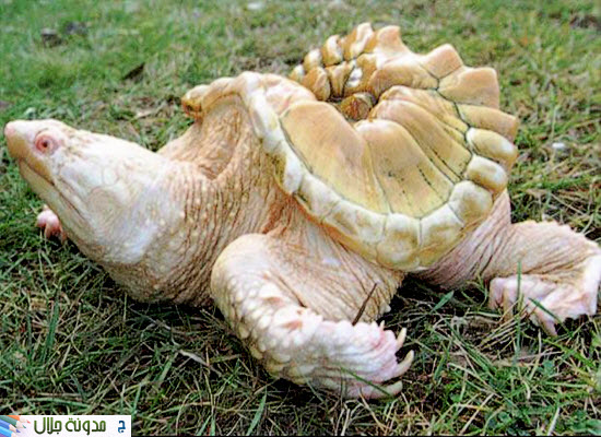 albino Snapping 